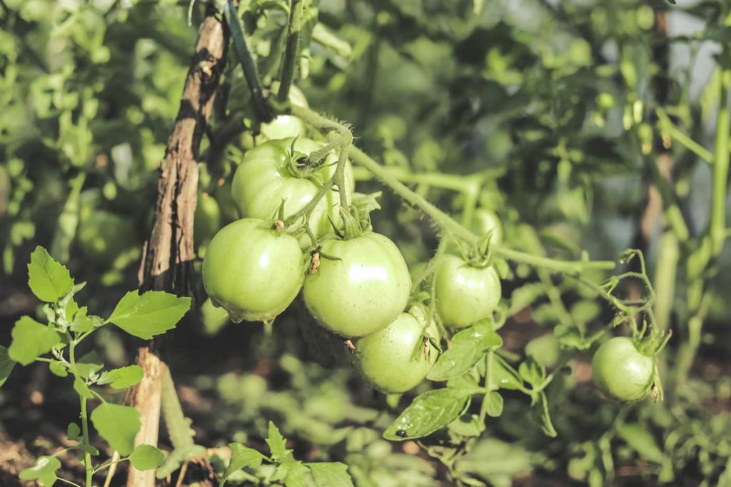 protéger les tomates des fortes chaleurs du jardin