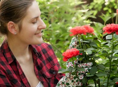 des roses à planter sur votre balcon