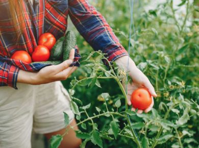tomates du jardin : attention canicule