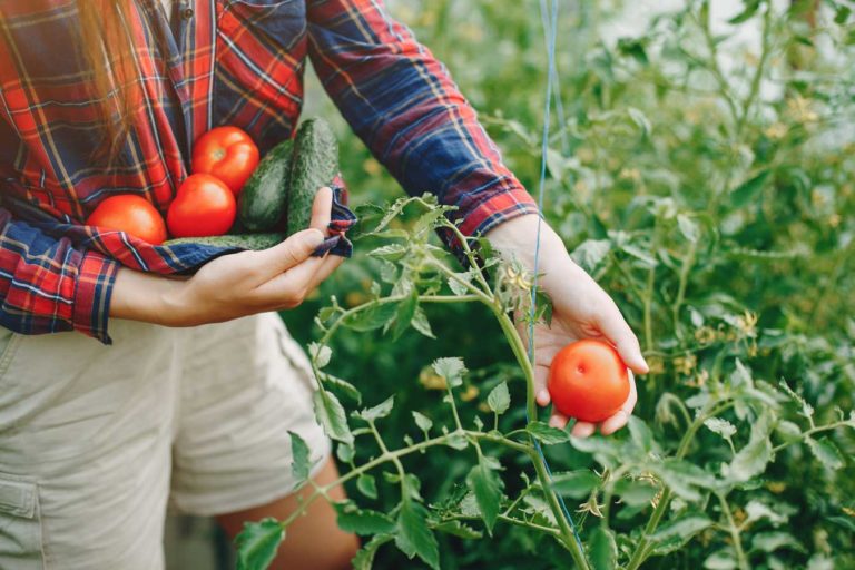 tomates du jardin : attention canicule