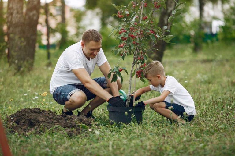 comment bien planter un arbre ?