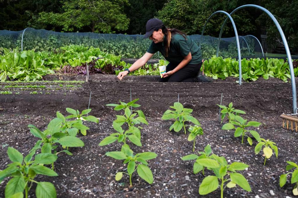 planter vos légumes en juillet