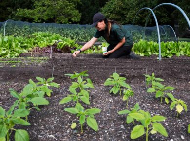 planter vos légumes en juillet