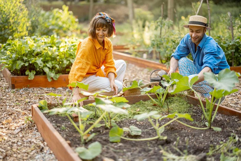 les semis de septembre au potager