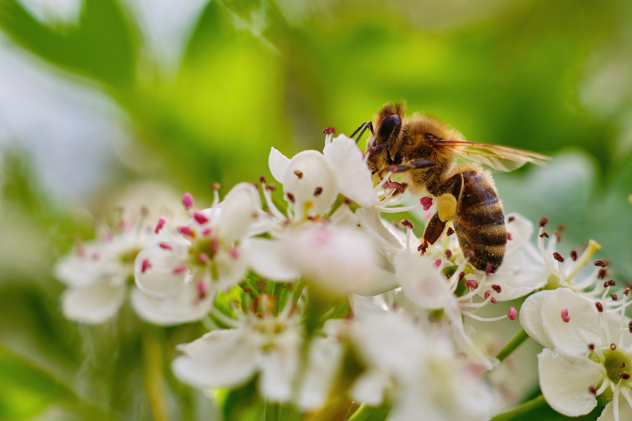 les abeilles du jardin