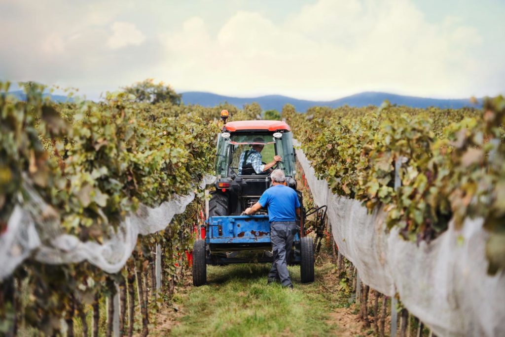 Pourquoi investir dans le vin ?