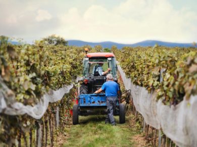 Pourquoi investir dans le vin ?