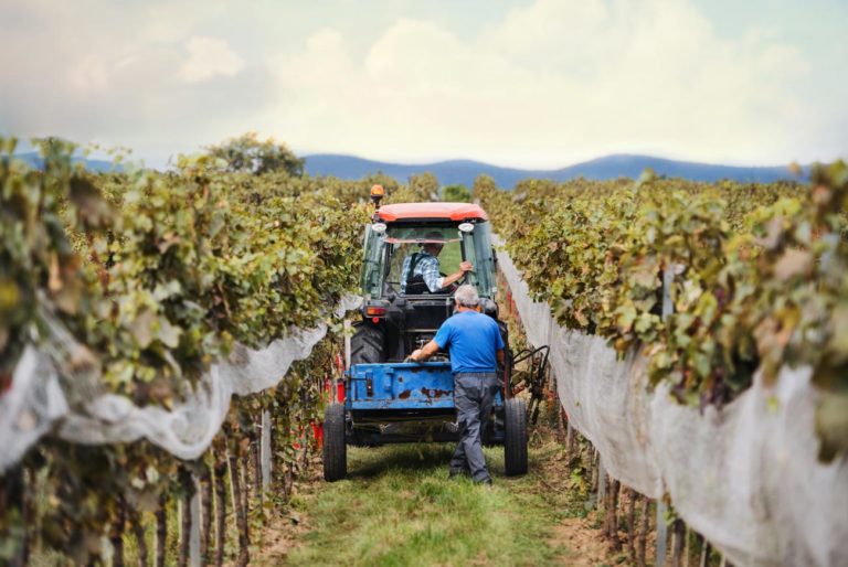 Pourquoi investir dans le vin ?