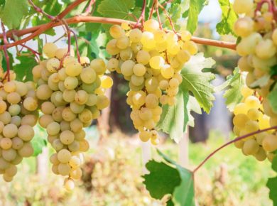 comment cultiver son propre raisin ?