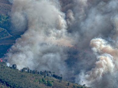 replanter foret après incendies