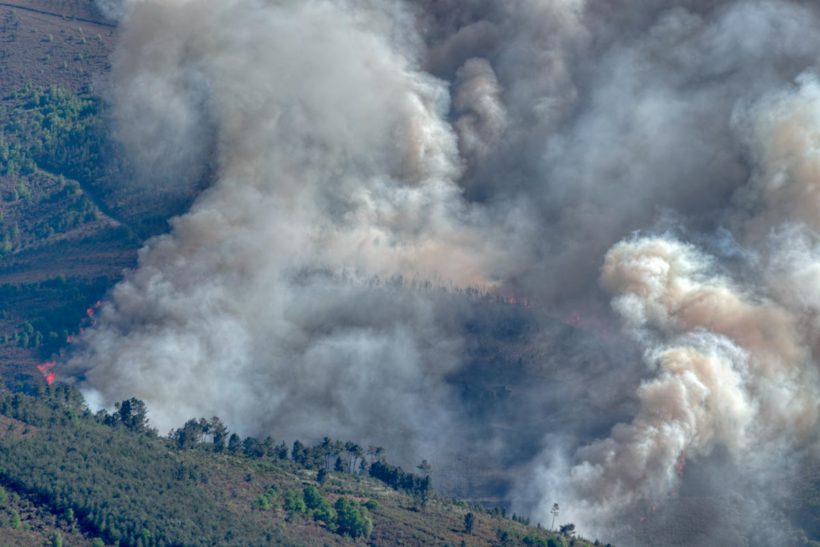 replanter foret après incendies