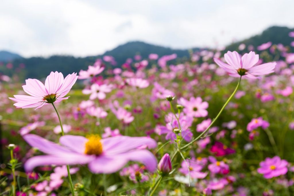 un jardin fleuri toute l'année : comment faire ?