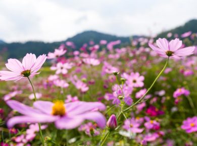 un jardin fleuri toute l'année : comment faire ?