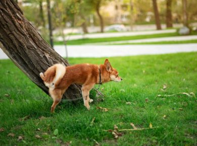 Est-ce que l'urine est bon pour le jardin ?