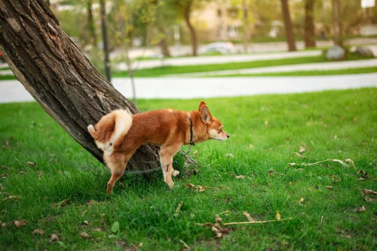 Est-ce que l'urine est bon pour le jardin ?