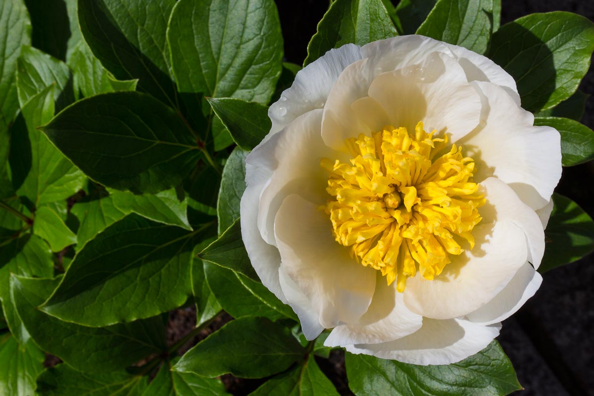 pivoine herbacée pour jardin