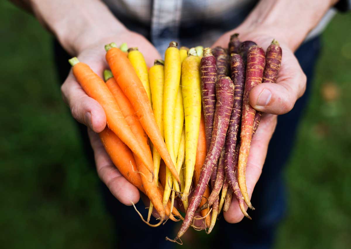 planter facilement des carottes
