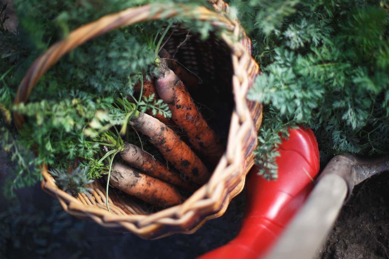 quand planter les carottes dans le jardin ?