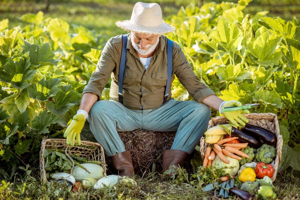 Quels légumes planter au mois de novembre ?