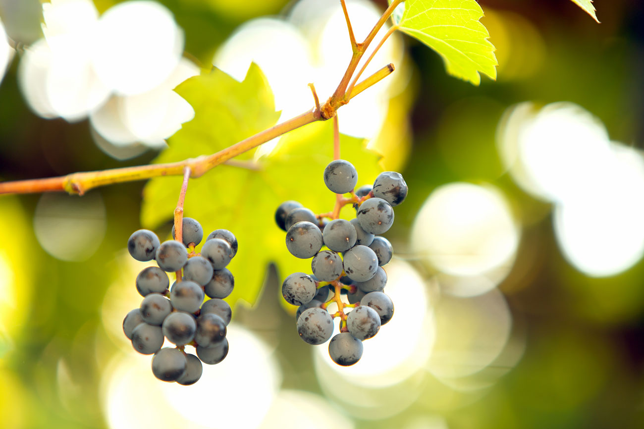 planter dans votre jardin du raisin