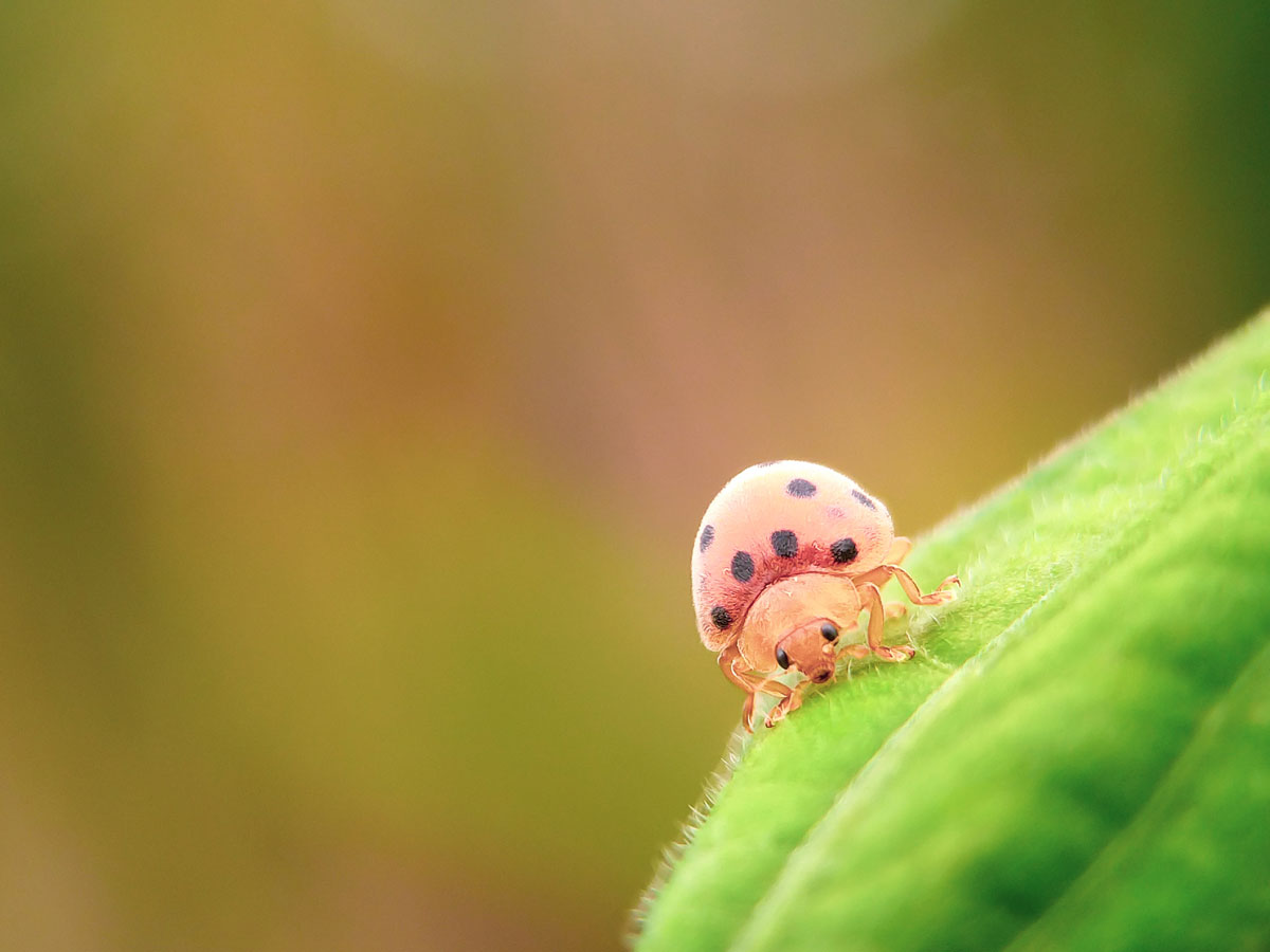 des coccinelles dans mon jardin