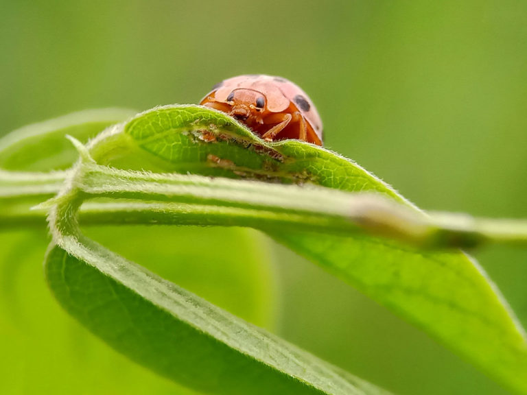 Est-ce que les coccinelles mangent les pucerons ?