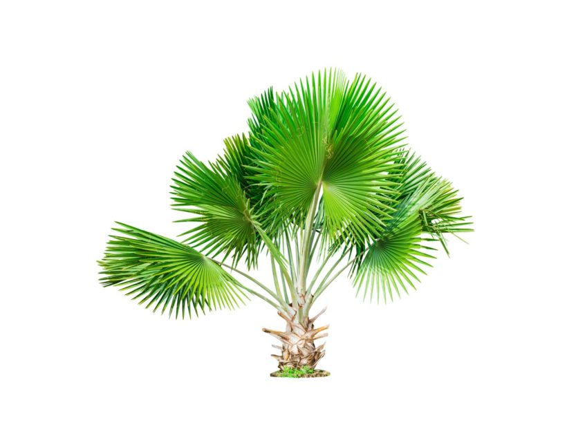 comment bien déraciner un palmier ?