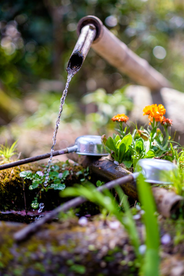 l'eau dans un jardin japonais