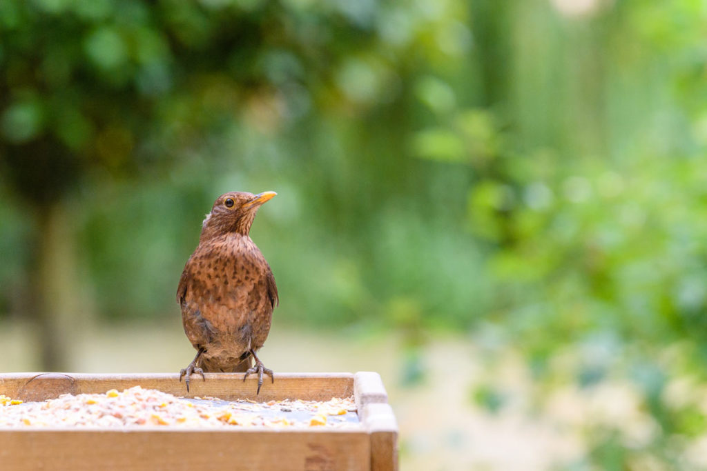 préserver biodiversité du jardin