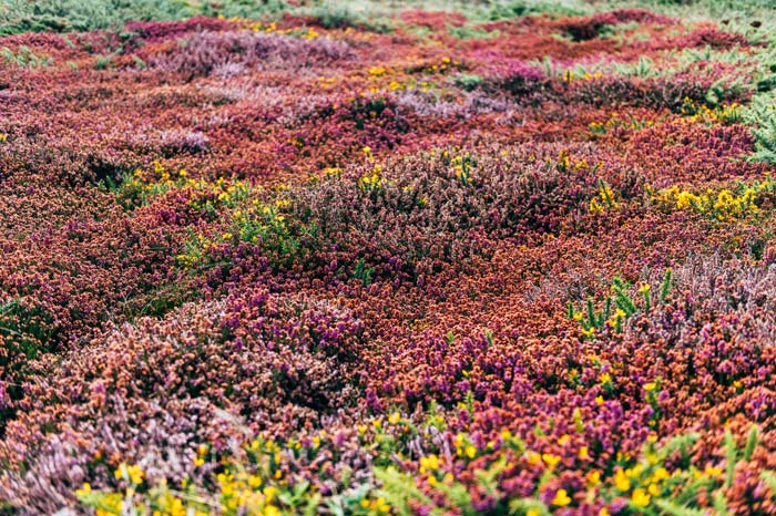 Les marguerites d'automne