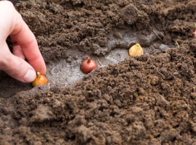 quels bulbes planter au jardin en automne ?