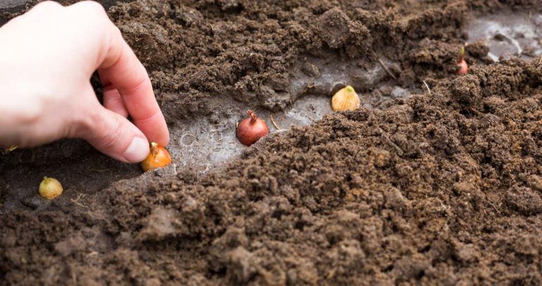 quels bulbes planter au jardin en automne ?