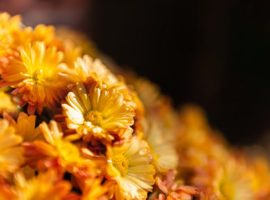 Comment conserver les chrysanthèmes de la Toussaint ?