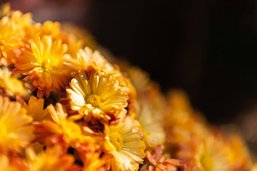 Comment conserver les chrysanthèmes de la Toussaint ?