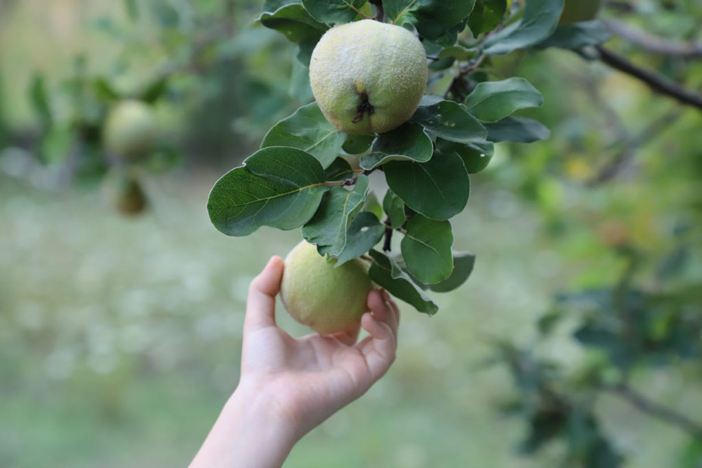 récolter des coings du jardin