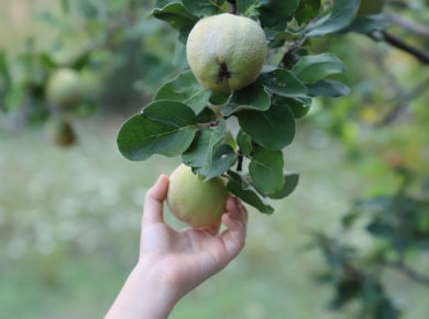 récolter des coings du jardin