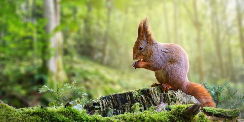 Comment nourrir les écureuils dans son jardin ?