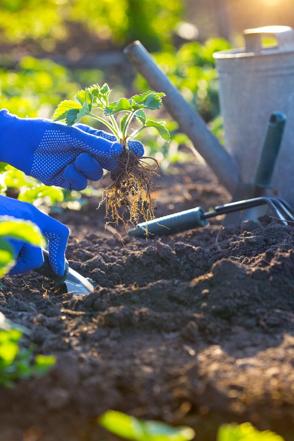 le ph du sol de votre potager