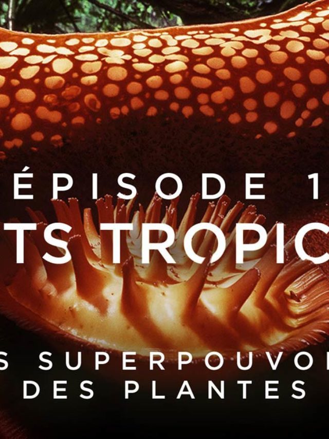 Les superpouvoirs des plantes sur France 5 : les Forêts tropicales