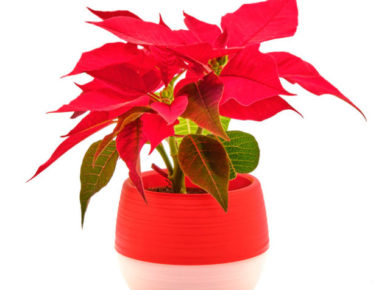L'étoile de Noël : une magnifique fleur