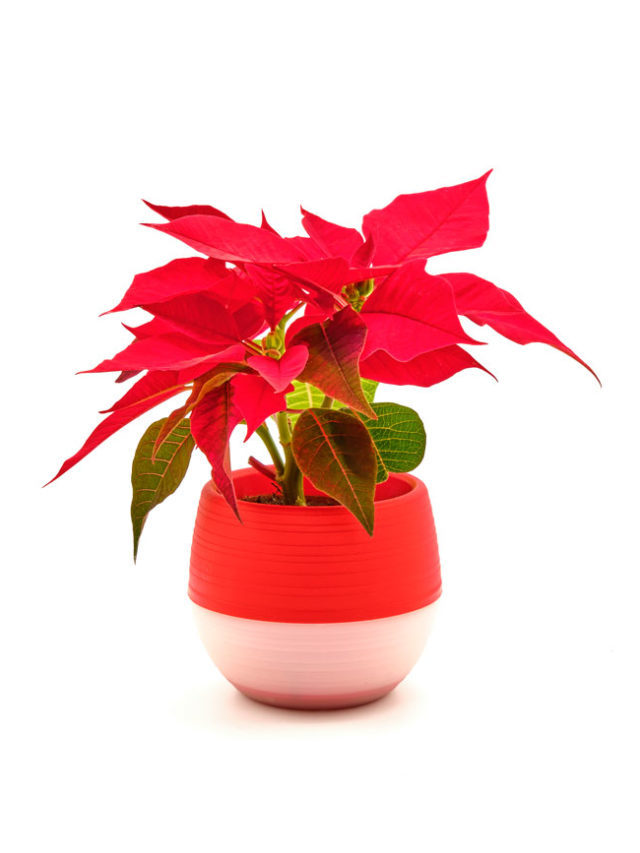 L’Etoile de Noël (poinsettia) : la plante de Noël