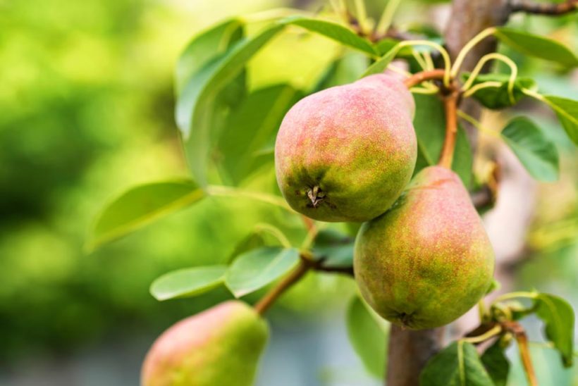 Arbre Fruitier En Pot Résistant Au Froid