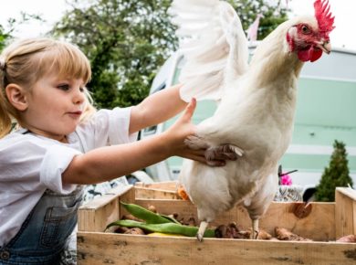 Comment adopter une poule ?