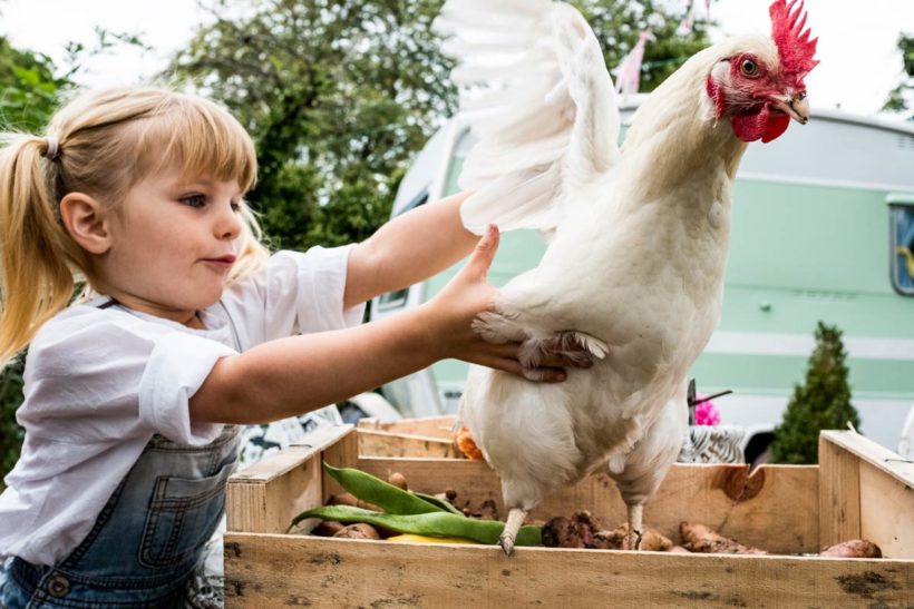 Comment adopter une poule ?