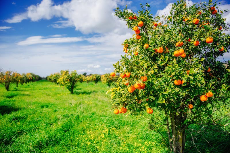 Quand et comment planter un oranger ?