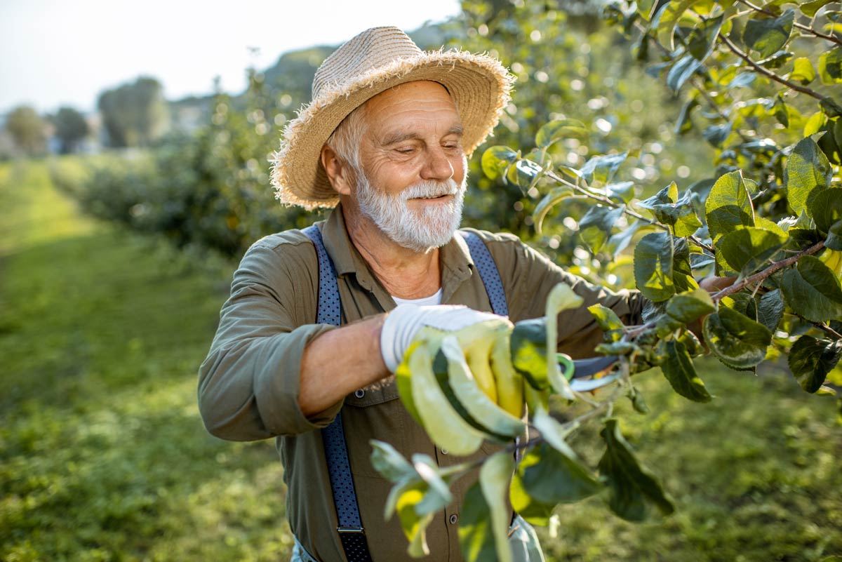 l'entretien du pommier