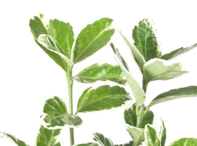 le fusain du japon (Euonymus japonicus)