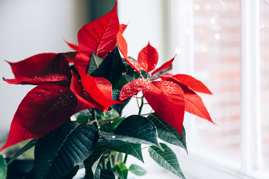 poinsettia : l'étoile de Noël