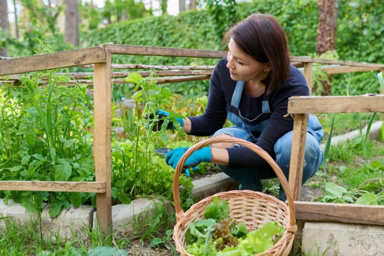 Quelles graines planter en octobre ?