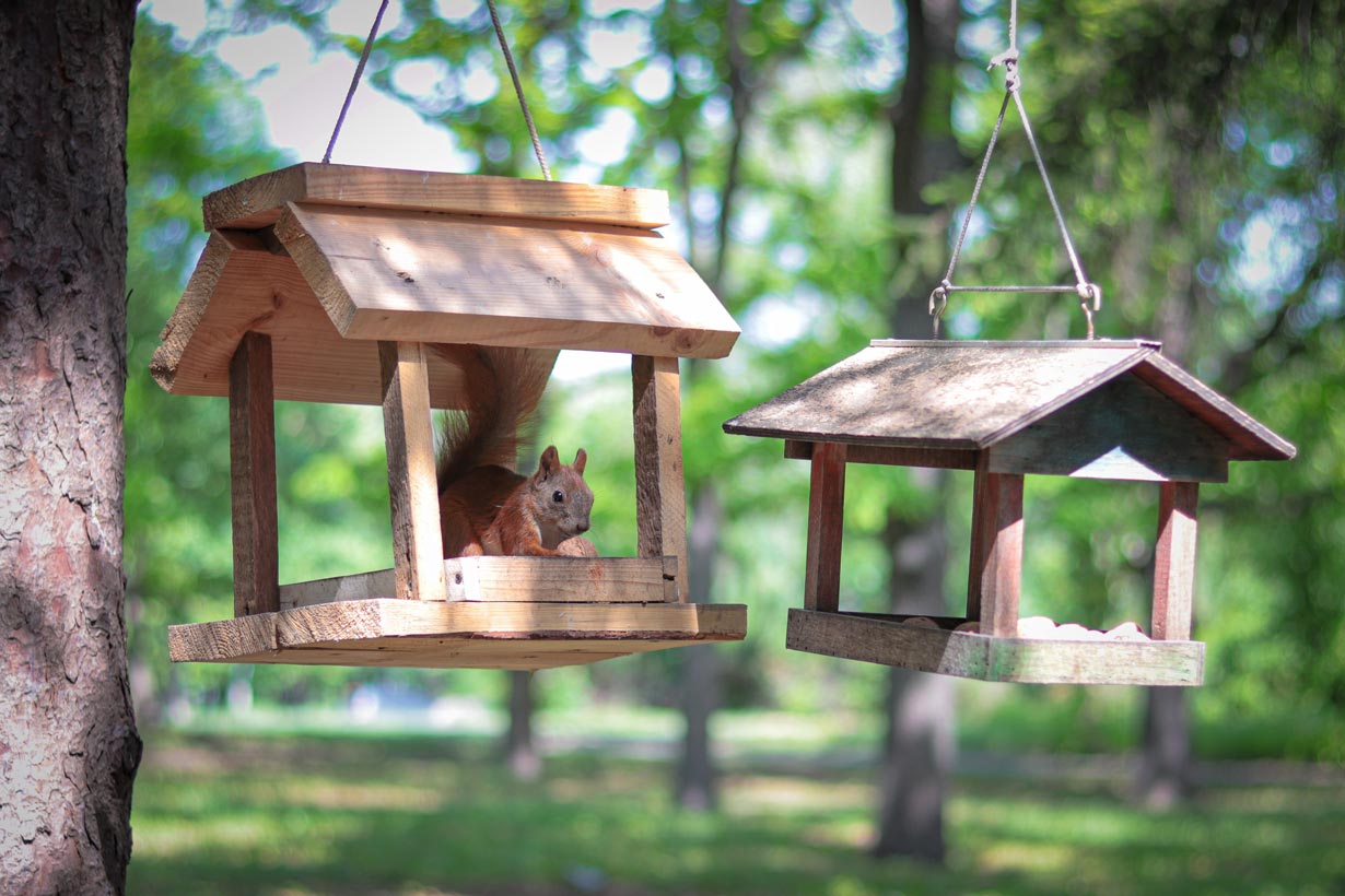 Comment bien placer une mangeoire à écureuil dans votre jardin ?